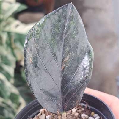 ZZ Rare Zamioculcas Zamiifolia Raven Orange Black Green Variegated Plant Bid01