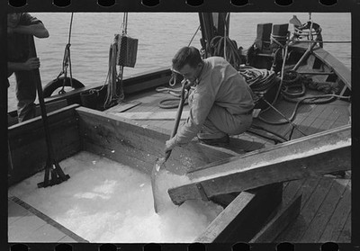 Loading ice into shrimp boat,Morgan City,Louisiana,LA,Farm Security Admin,1