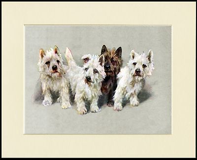 WESTIE WEST HIGHLAND WHITE AND CAIRN TERRIER DOGS DOG PRINT READY