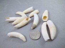 LARGE 1.75" FLORIDA GATOR ALLIGATOR TOOTH teeth genuine authentic craft jewelry