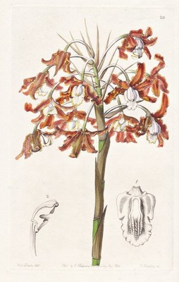 Schomburgkia crispa orchid Orchidee flower botany Edwards Kupferstich 1844