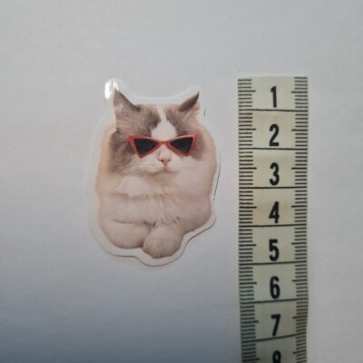 Cat Meme Funny Cute Derp Silly Glanz Sticker Aufkleber Sammeln Geschenk Neu