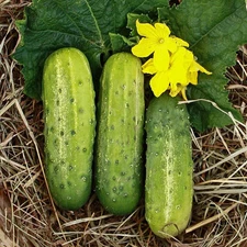 Wisconsin SMR58 Pickling Cucumber Seeds - 50+ Count - For 2025 Planting Gherkins