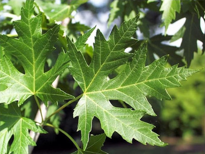Live Silver Maple Tree   12 18'' Tall   Quart Pot   No Shipping to AK, HI, PR