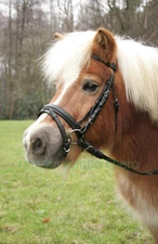 English Bridle for Shetland Pony Complete with Reins and Snaffle Bit with Rings