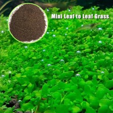 10 Gramm.Bodendecker Samen. 3-5cm hoch. Für Süßwasser Aquarium u.Feuchtterrarien