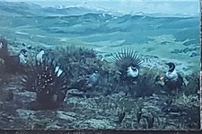 Sage-Grouse, Harvard University Tozier Collection, Magic Lantern Glass Slide