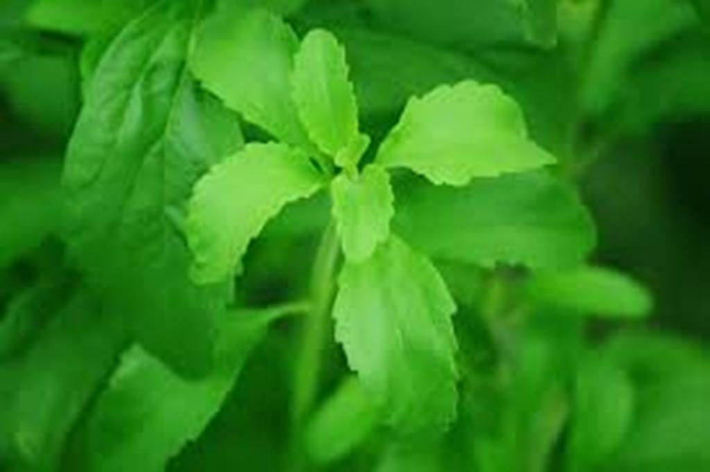 Organic White STEVIA Extract Powder 4oz +MICRO SCOOP100%Pure/NOFillers 