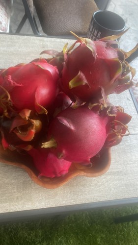 self pollinate DRAGON FRUIT CUTTINGS - MULTIPLE VARIETIES 8-12 inches - Picture 3 of 10