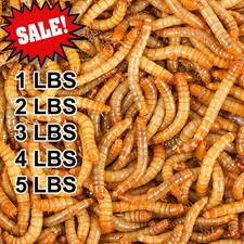 Bulk Dried Mealworms for Wild Birds Food Blue Bird Chickens Hen Treats Wholesale