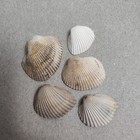 Atlantic Cockle SeaShells Lot of 5 Approx 1" - Holes in top perfect for Crafting — photo 1