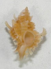 MUREX JUDITHAE 19.86mm SUPER CHOICE SPECIMEN Panglao, Bohol, Philippines
