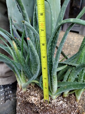 aloe vera weiße flecken Aloe vera | Sukkulente main image 0