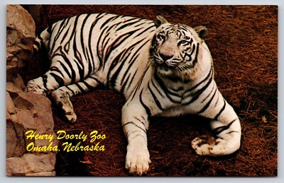White Bengal Tiger at Henry Doorly Zoo Omaha Nebraska Postcard