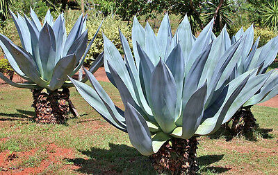 *Rare Exotic* Giant Agave Octopus Seeds Succulent 15 Seeds