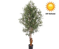 Olivenbaum Uv Safe 4160 BläTter 120 Oliven HöHe Ca. 170Cmvon Ibizanos