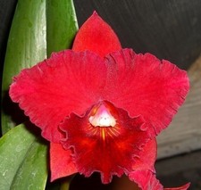 Orchids Laelia Cattleya Pot. Rubescence ‘Ruby Spice’—SELECT!!