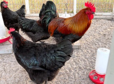 Dark Chocolate Eggs Warning: May Contain Chirps Pure Bred Copper Maran Fertile