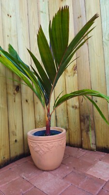 aloe vera plant for sale Aloe Vera Plant for Sale - Delivered to Your Door