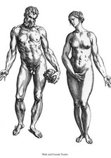 ML38 Vintage Medical Anatomy Illustration Male Female Vesalius Poster A2/A3/A4