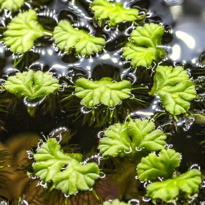 #ad Purple Fringed Riccia Ricciocarpos Natans Floating Aquarium Plant Easy Beginner $15.99