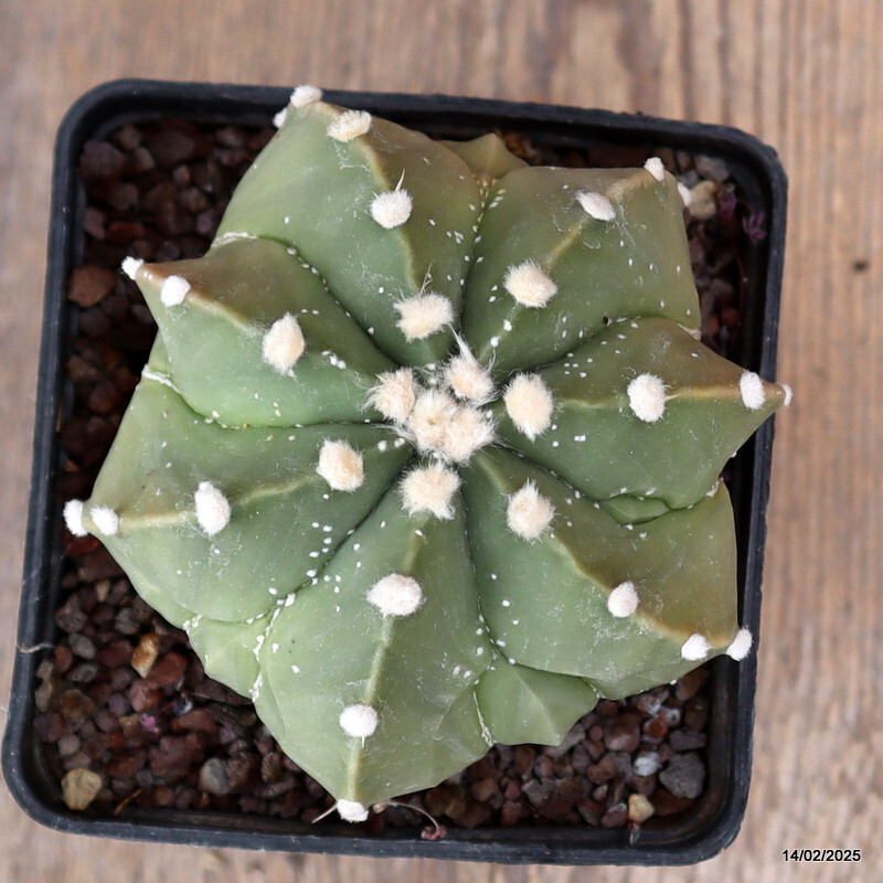 A8585 ASTROPHYTUM HYBRID NUDUM pot10-H9-W10 cm MaMa Cactus