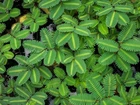 Water Mimosa Aquatic Tropical Marginal/Surface Pond Plant- Buy 2 Get 1 Free