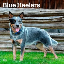 Blue Heelers | 2026 12x24" (Hanging) Monthly Square Wall Calendar | Plastic-Free