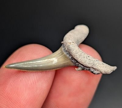 #ad #ad Gorgeous Green 1.35quot; Sand Tiger Shark Tooth BV Florida Gem Elongated Root $26.10