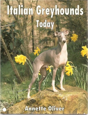Italian Greyhounds Today