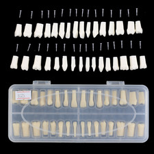 Kilgore Nissin 200 type Dental Typodont Teeth Replacement Set of 32pcs Teeth