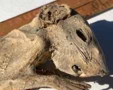 Halloween decoration REAL  MUMMIFIED RAT  Goth diorama strange  vampire zombie