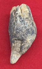 Fossil Sperm Whale Tooth, 3.25” Long, 1.5” Wide, Cetacean California #14