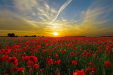 Digital Image Picture Photo Pic Wallpaper Background Sunset Red Flowers 222333
