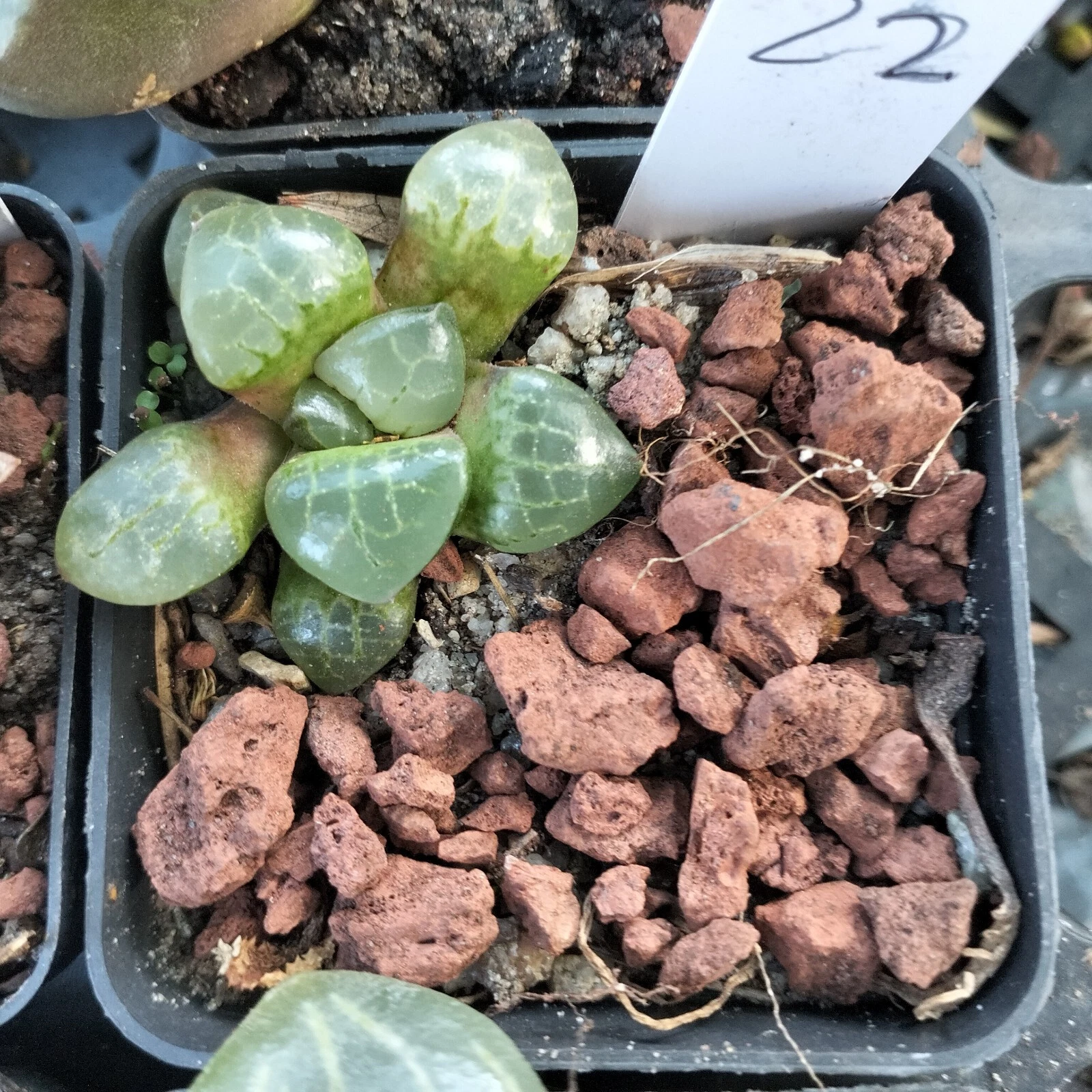 Haworthia Plant 22 mature plant very well rooted , Succulent
Opens in a new window or tab