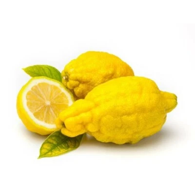 AMDGARDEN Pianta Albero di CEDRO LIMONE PIRETTO peretto in vaso 18 cm FORO REALE