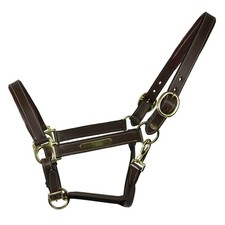 Equest Lederhalfter Inscribe für Pferde, unterlegt - mocha, M - Cob/Vollblut