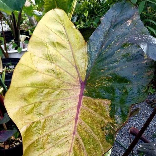 Colocasia Bombilla Viva Morning Star Tuber Nuevo Híbrido Libre Certificado Fitosanitario - Imagen 18 de 24