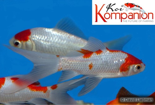 3 5 10X Sarassa Comet Pond Aquarium Freshwater Koi Kompanion EBay