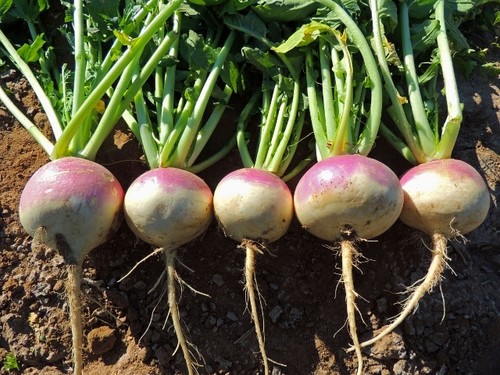 turnip seeds click here