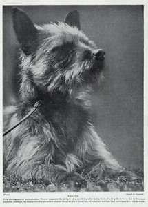 Australian Terrier "Fed Up" - 1934 Vintage Dog Art "Photo" Print - CUSTOM MATTED