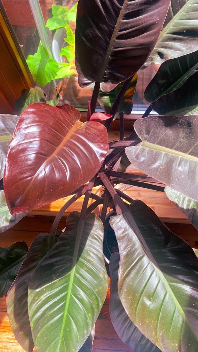 philodendron ruizii Philodendron 'Ruizii' – Dirt Bag main image 0