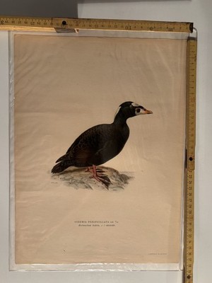 3x Lithographische Drucke A. Börtzells TR AB Stockholm, Entenmotivik, 375×275 mm