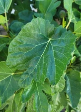 Fig Leaves Fresh Organic 1 Dozen 