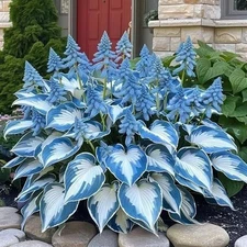 200+ Hosta Seeds Perennial Hosta Seeds for Planting Outdoor Garden Attract Polli