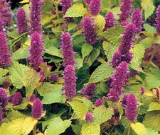 ANISE HYSSOP GOLDEN JUBILEE Agastache Foeniculum - 100 Bulk Seeds