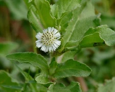 100+ False Daisy Seeds | Bhringraj | Eclipta Prostrata | Yerba De Tajo