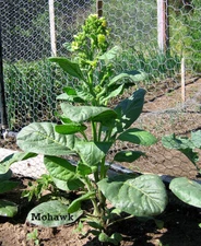 1000 Mohawk Nicotiana rustica Tobacco Seeds - Mohawk Tobacco - Sacred Tobacco