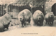 37 ZOO DE LA PATAUDIERE CABIAIS