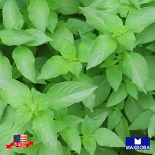 Basil Herb Seeds - Lemon Non-GMO Heirloom Garden
